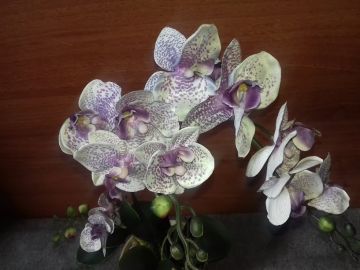 Cserepes nagy selyemvirág orchidea - élethű